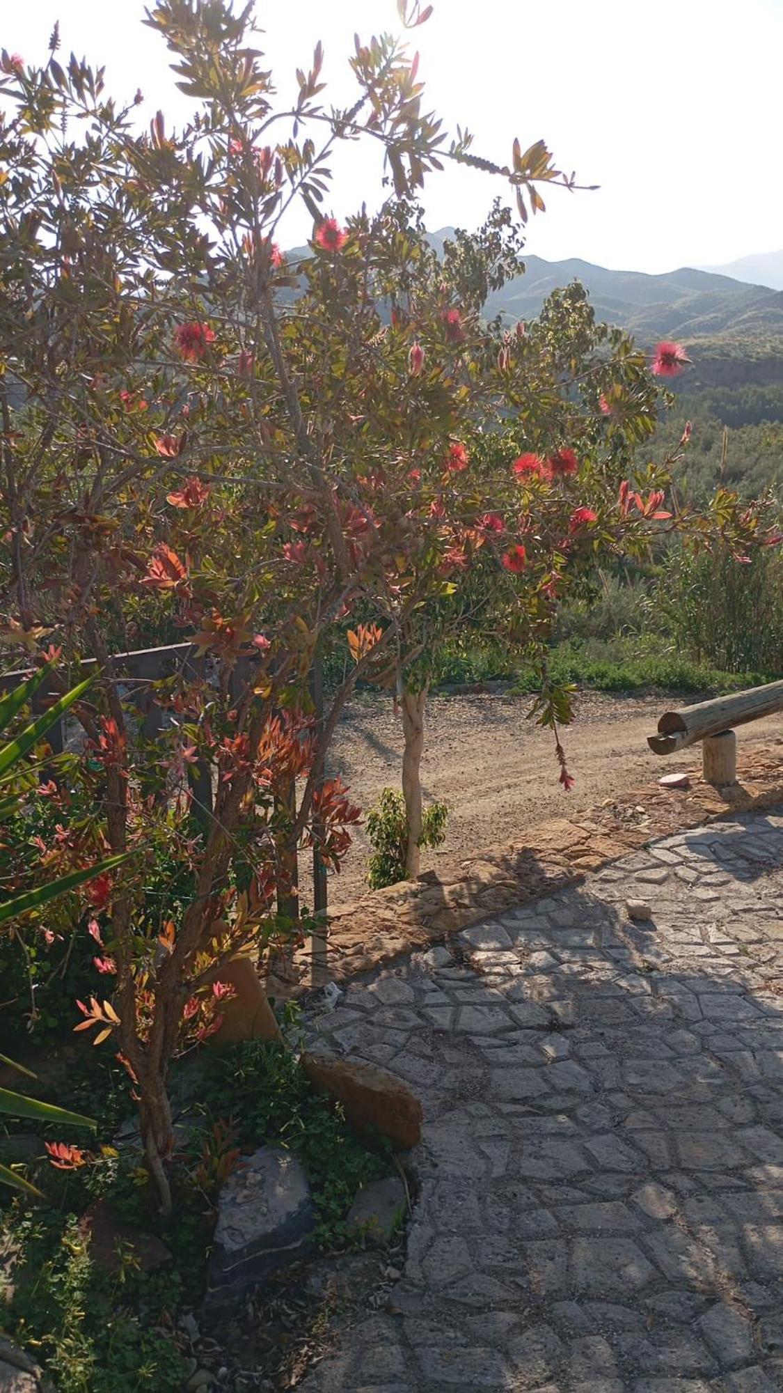Cortijo Rural Molino El Tarahal Con Piscina Y Zonas Compartidas エクステリア 写真